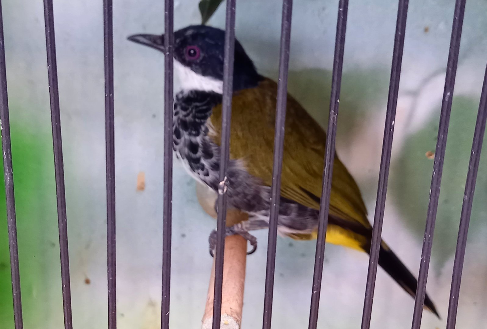 Scaly-breasted bulbul