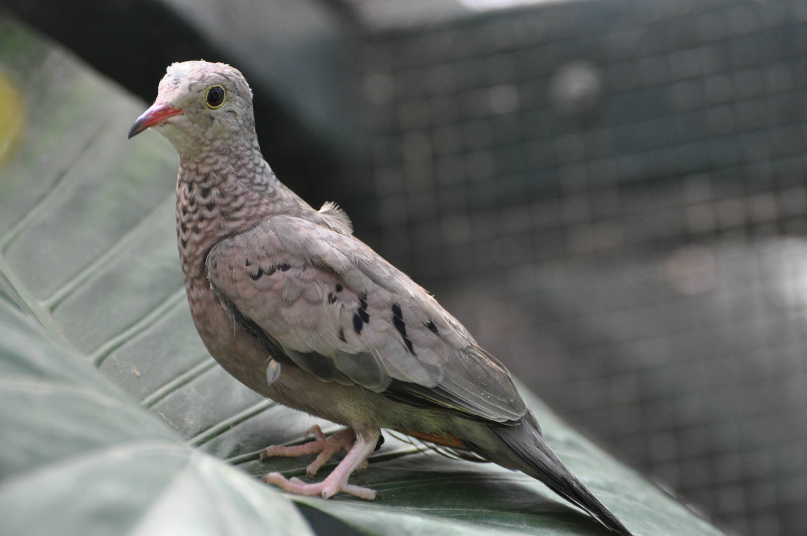 Scaly-breasted ground dove/ Columbina passerina