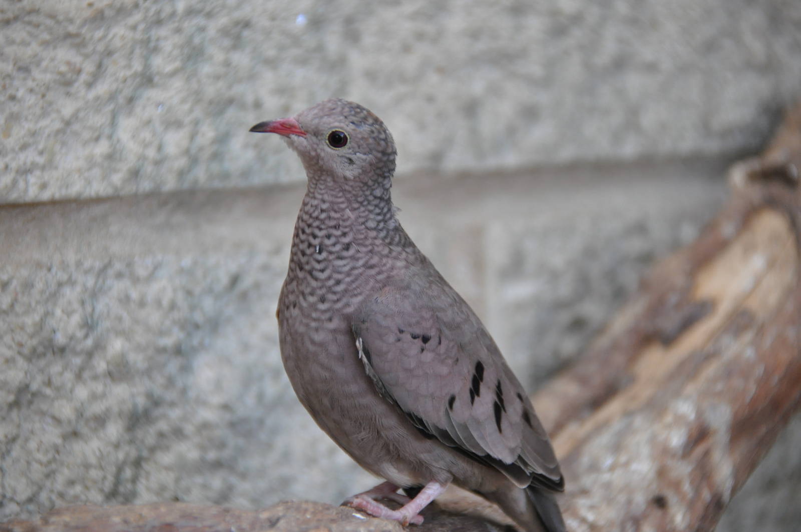 Scaly-breasted ground dove/ Columbina passerina