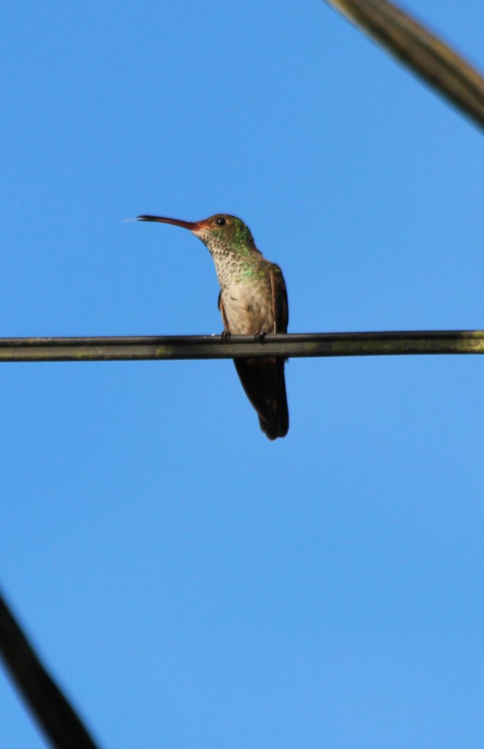 Scaly-breasted Hummingbird - Mar 2019