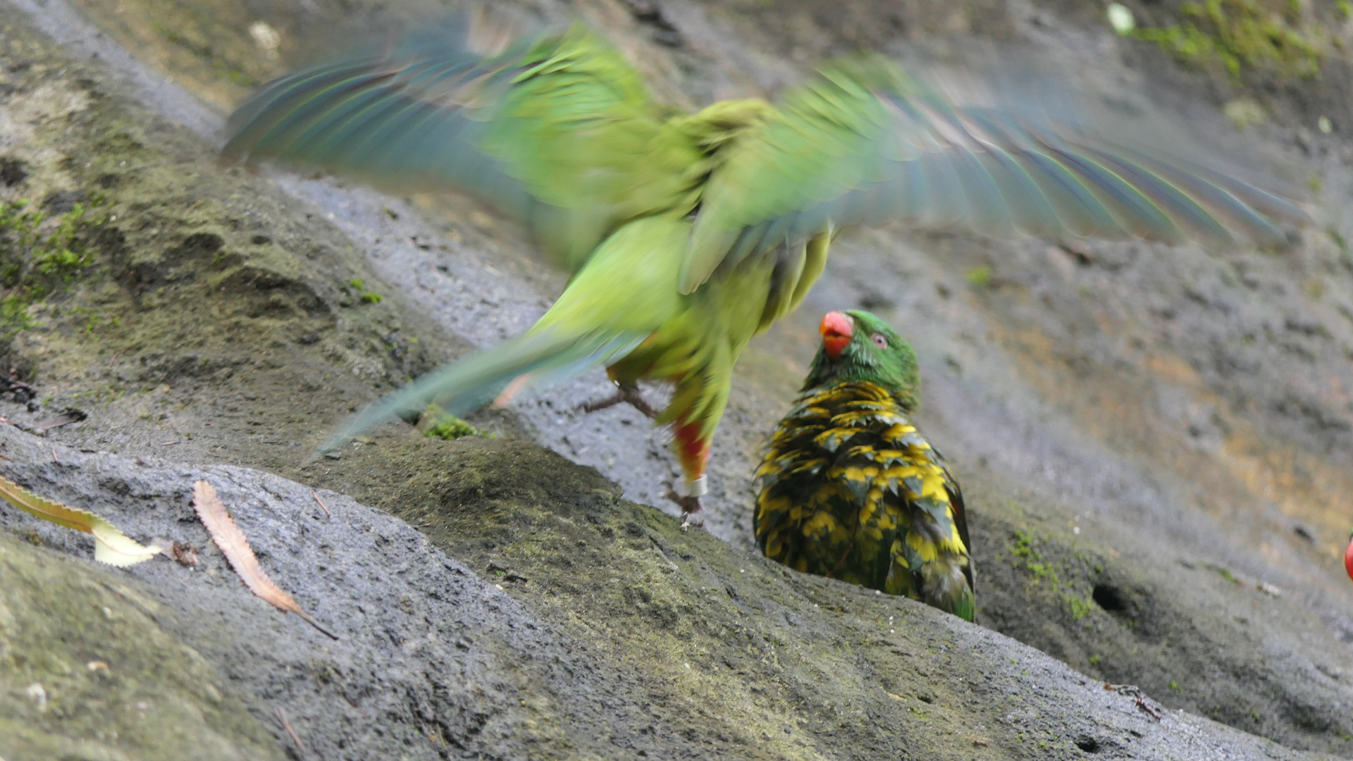 Scaly-breasted Lorikeet and Superb Parrot