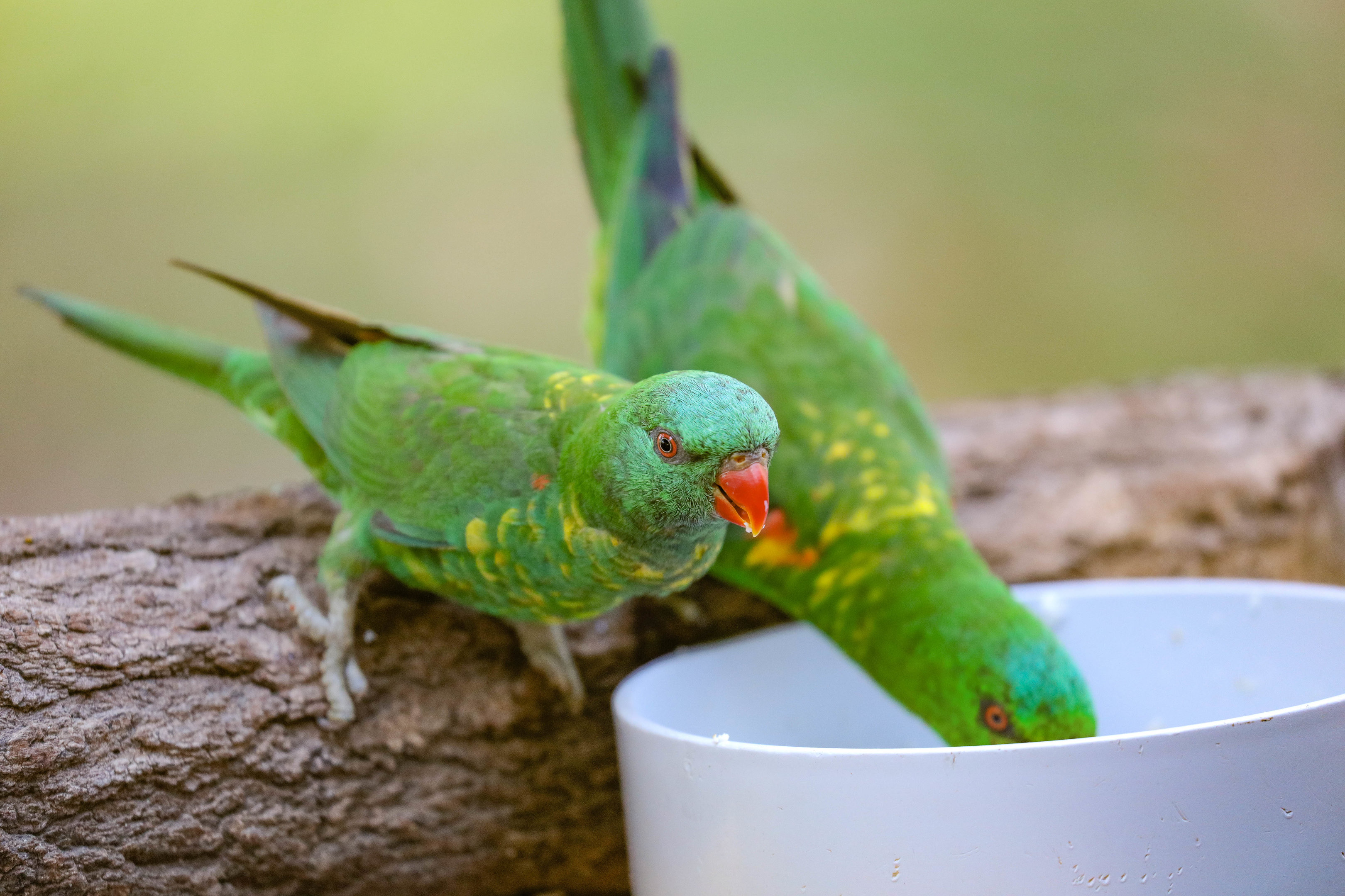 Scaly-breasted Lorikeet at feeding (wild bird)