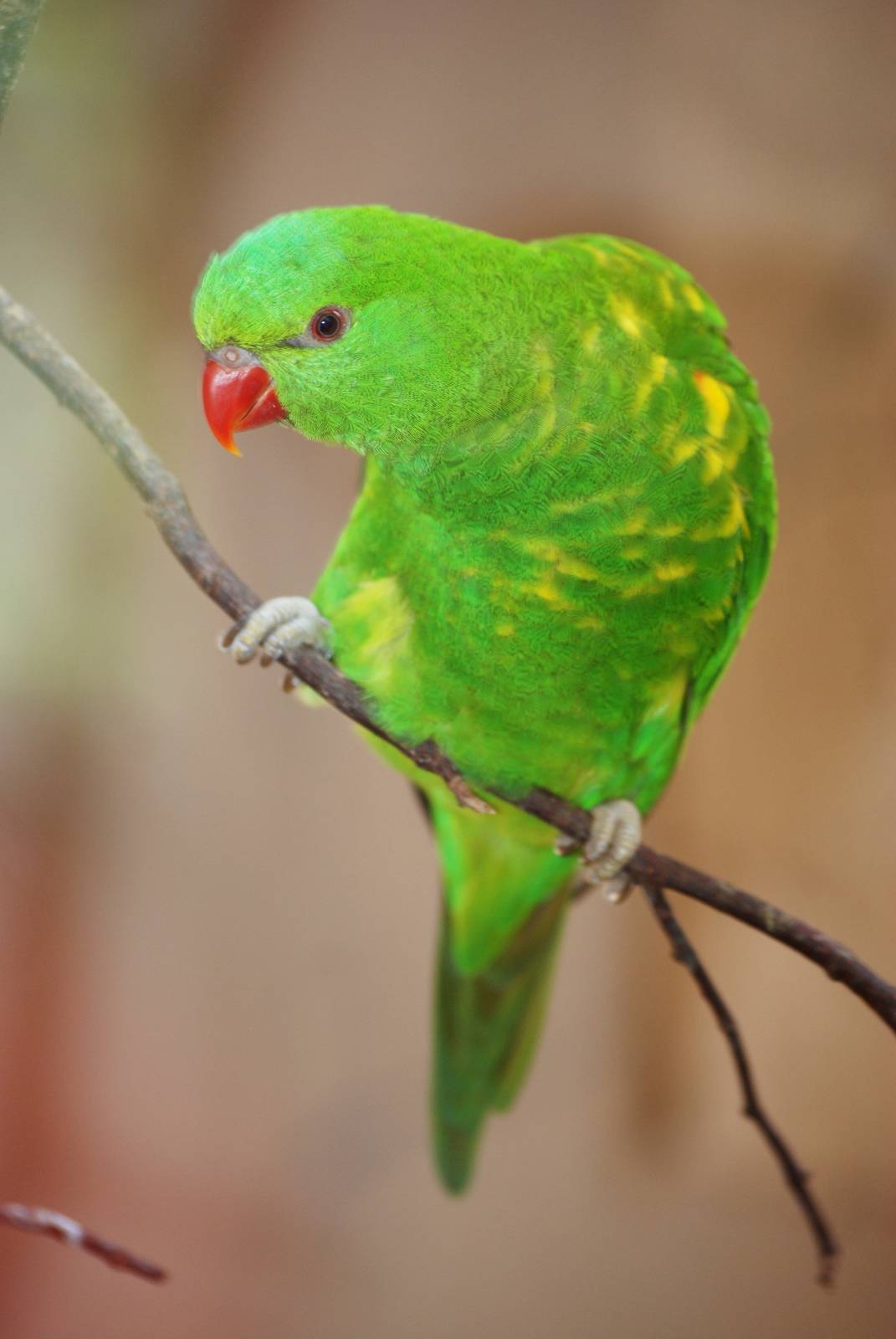 Scaly-breasted Lorikeet at Prague, 25/08/12