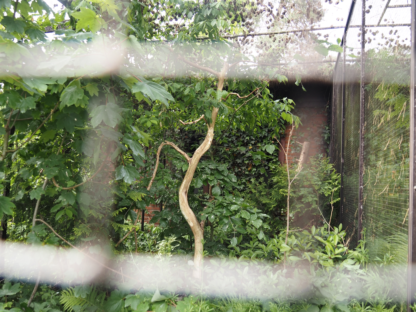 Scaly-breasted lorikeet aviary, 2024-05-21