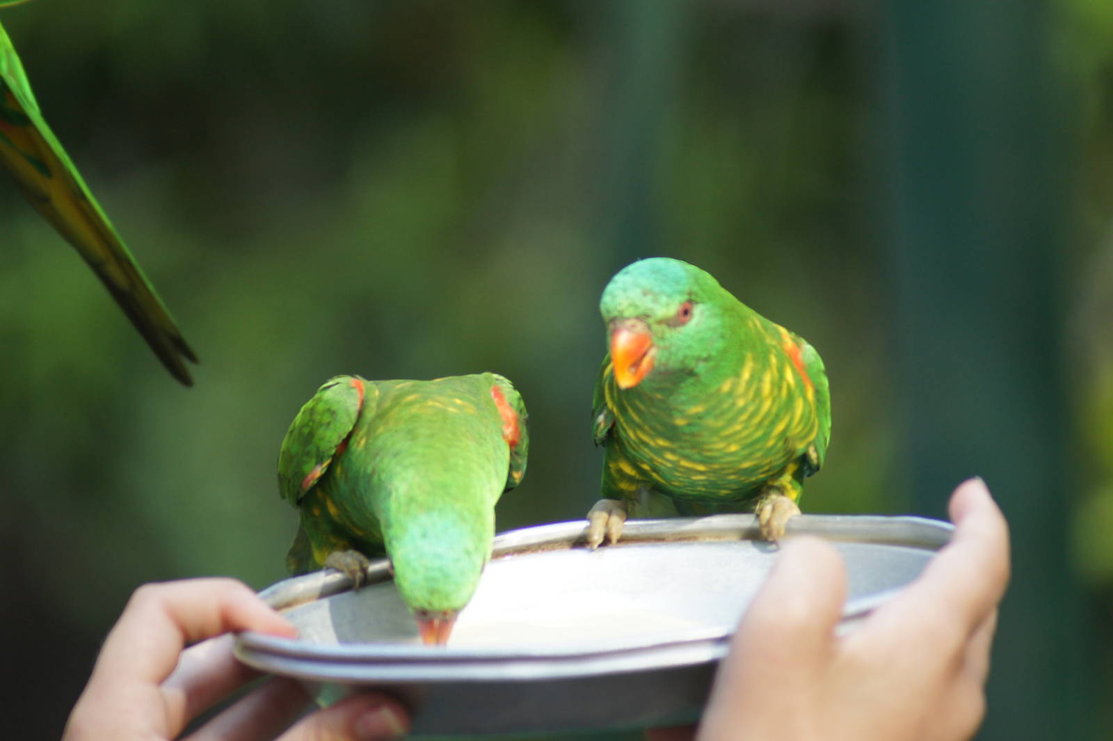 Scaly-breasted lorikeet feeding