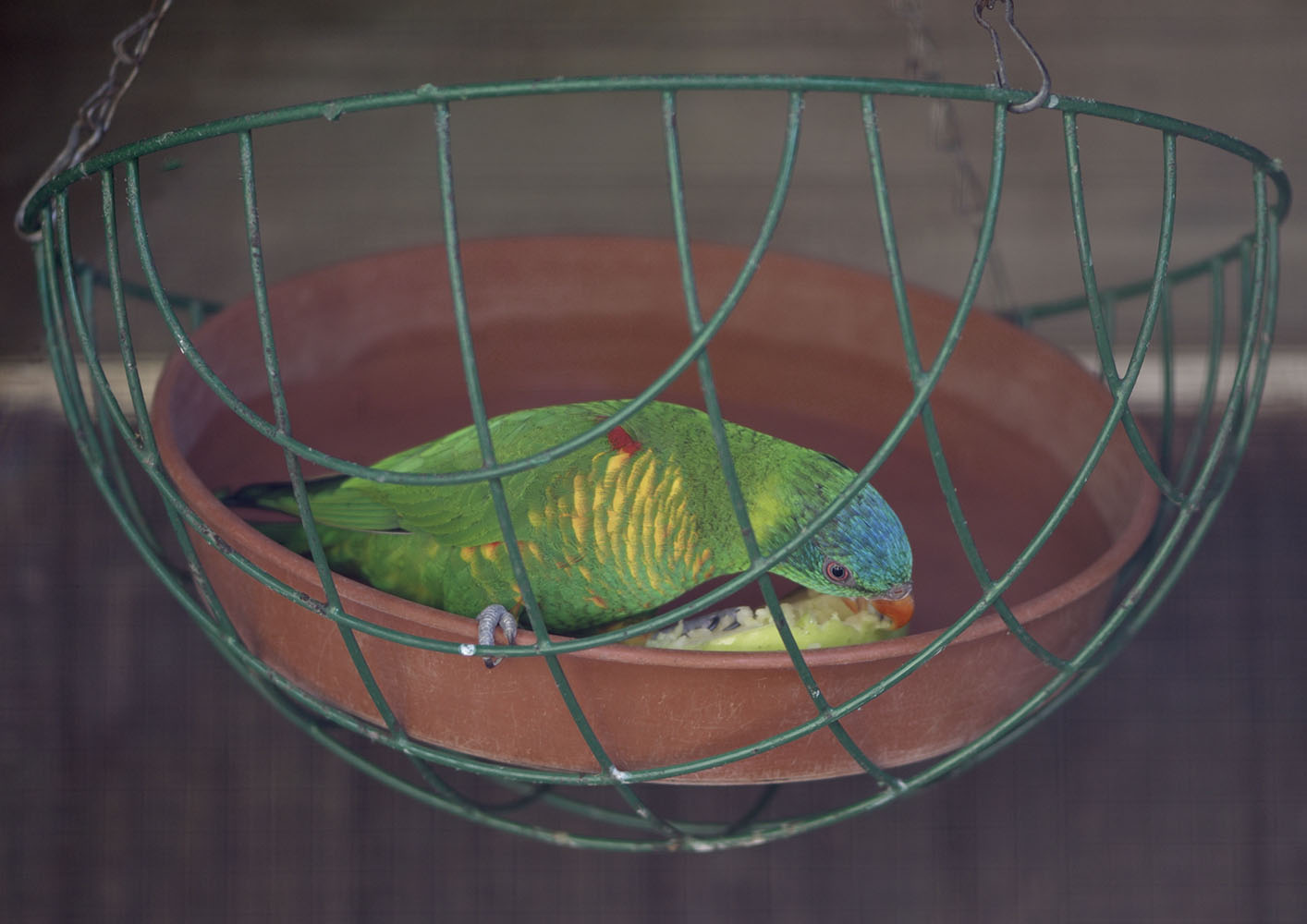 Scaly-breasted lorikeet feeding