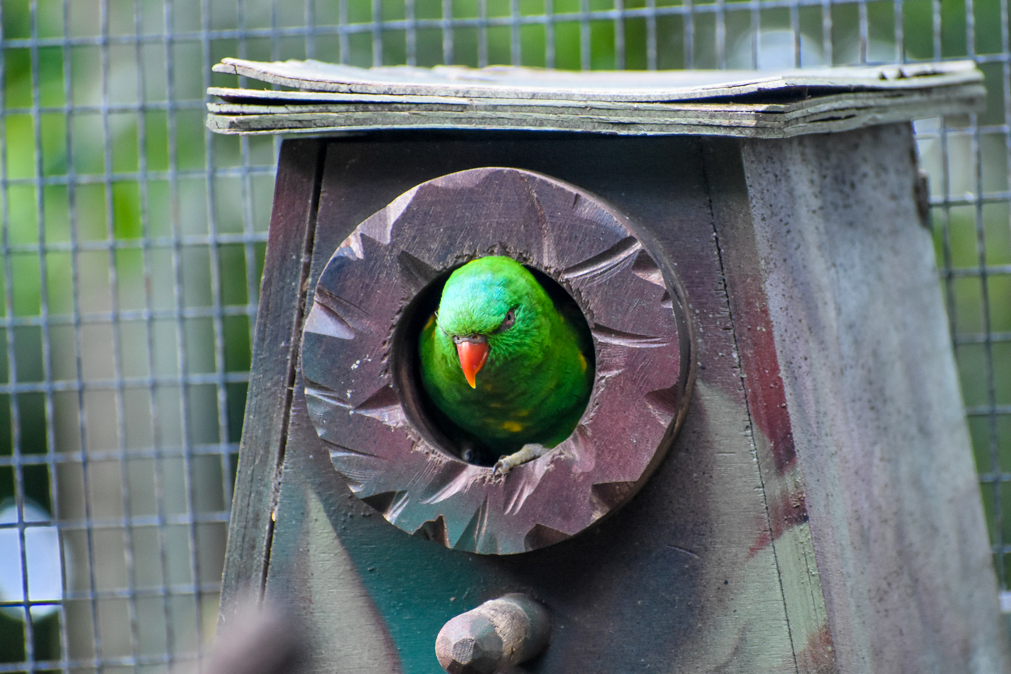 Scaly-breasted Lorikeet in Nestbox