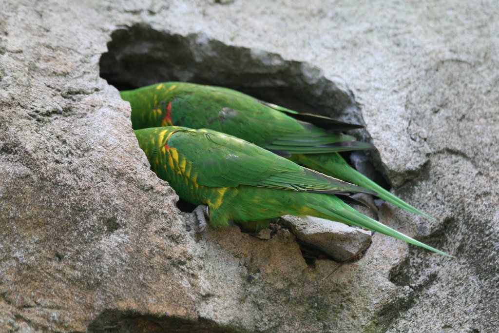 Scaly-breasted Lorikeet pair inspecting a hole in the rock