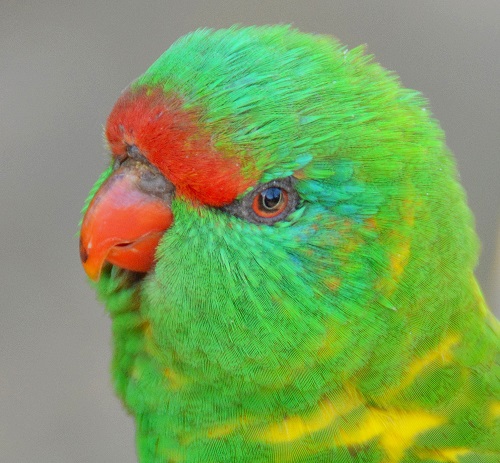 Scaly-breasted lorikeet portrait.