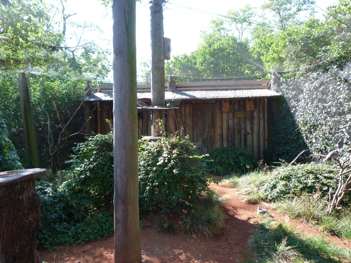 Scaly-breasted lorikeet, Rainbow lorikeet and Crested pigeon exhibit -Zoo Praha (2025)