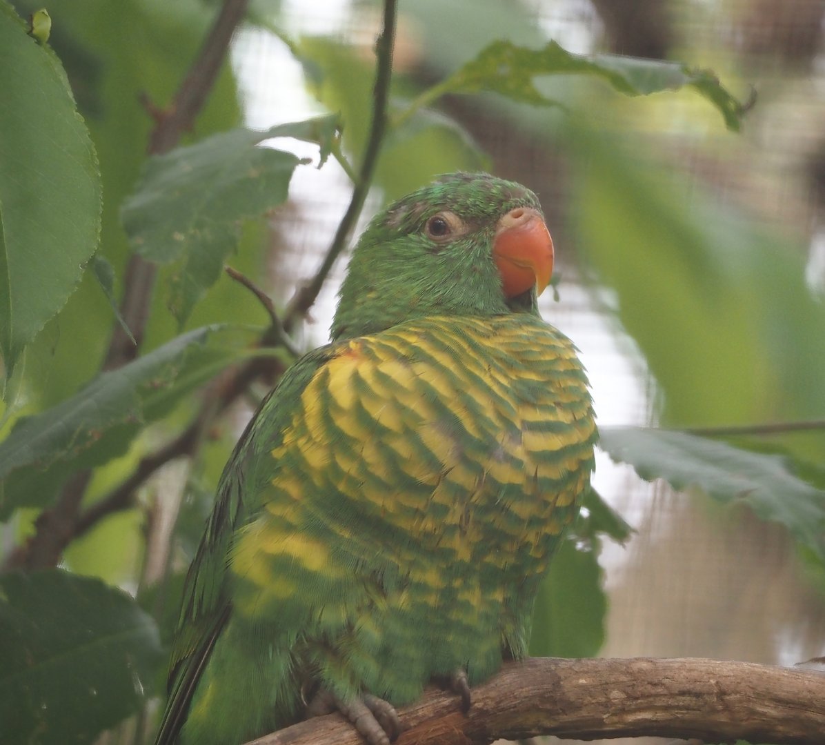 Scaly-breasted lorikeet (Trichoglossus chlorolepidotus), 2024-05-21