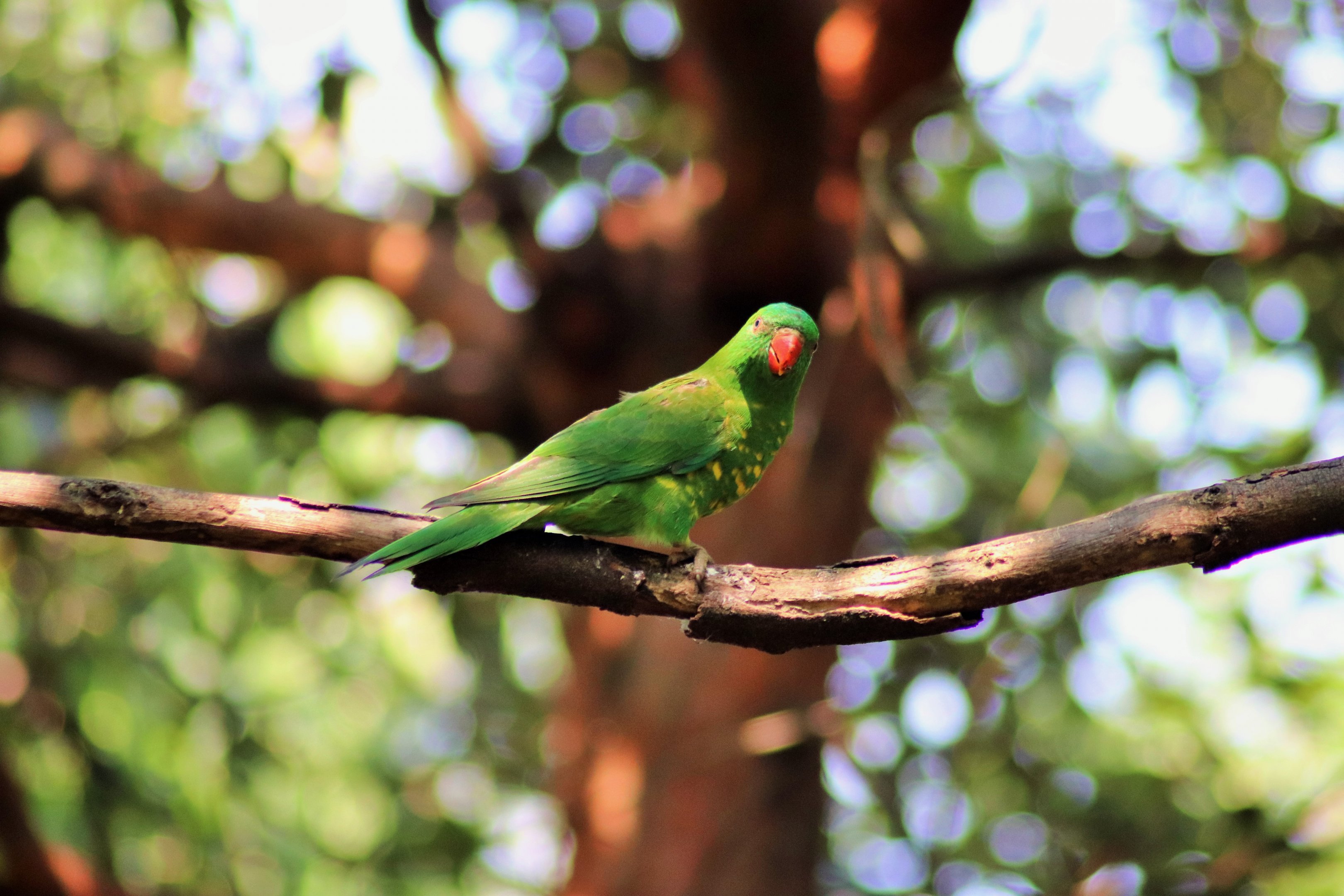 Scaly-breasted Lorikeet (Trichoglossus chlorolepidotus)