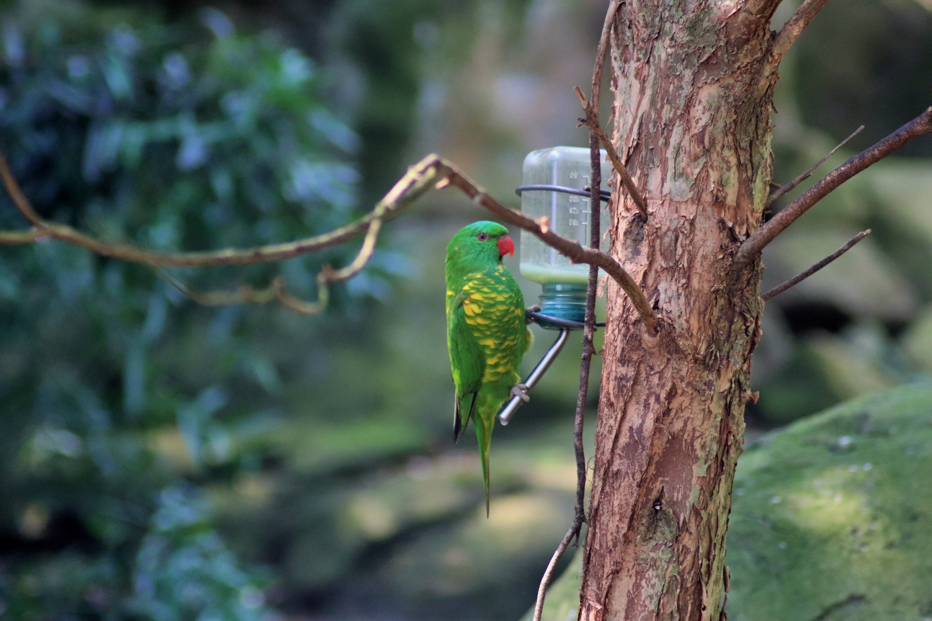 Scaly-breasted Lorikeet (Trichoglossus chlorolepidotus)