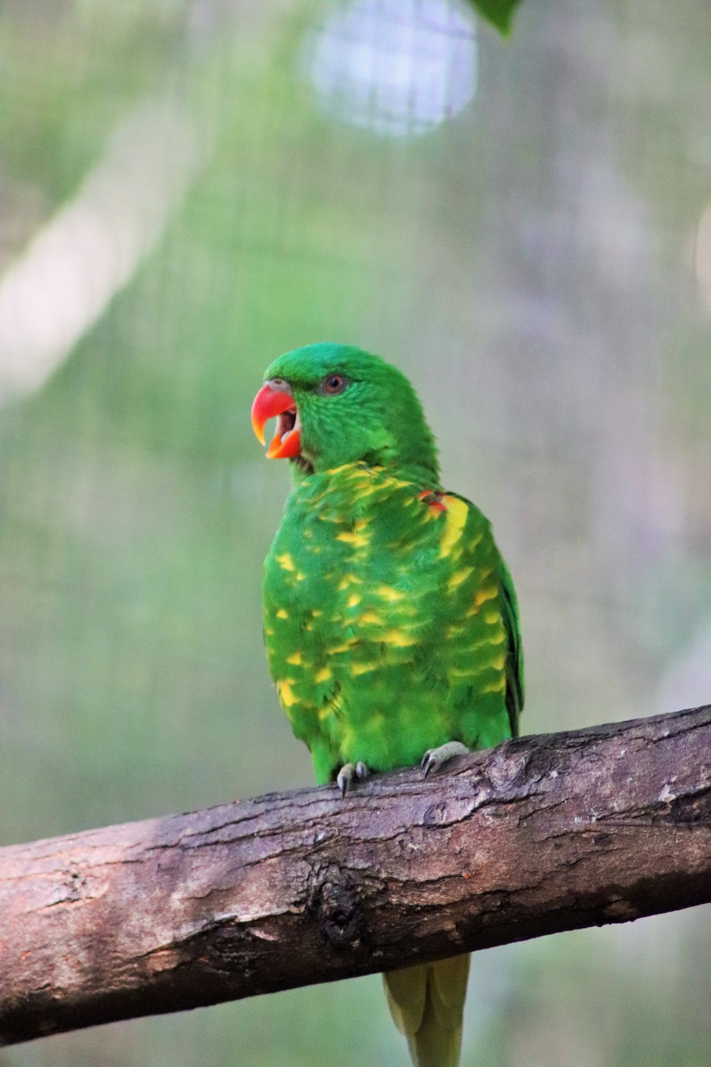 Scaly-breasted Lorikeet (Trichoglossus chlorolepidotus)