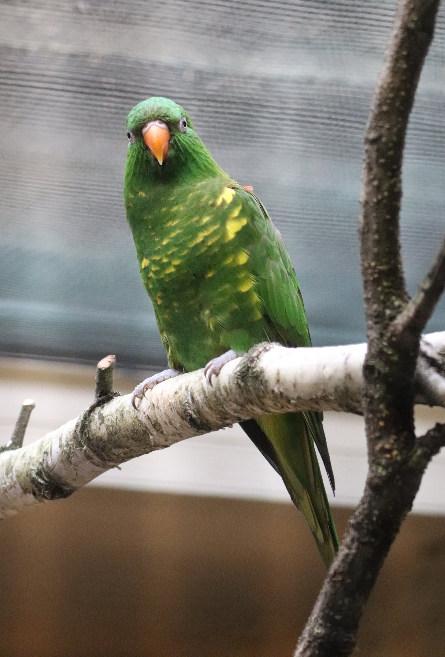 Scaly-breasted lorikeet (Trichoglossus chlorolepidotus)
