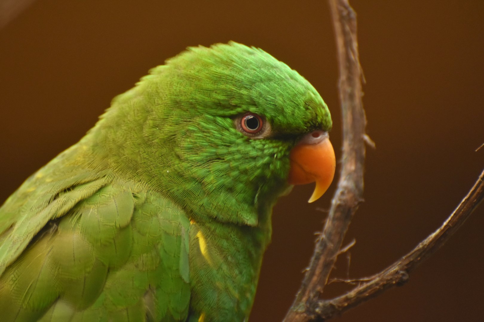 Scaly-breasted Lorikeet Trichoglossus chlorolepidotus