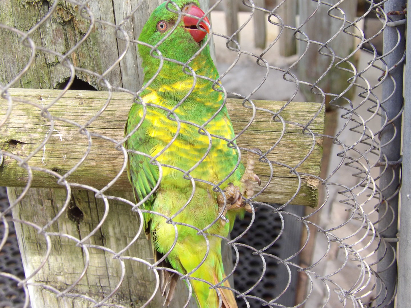 Scaly-Breasted Lorikeet(Trichoglossus chlorolepidotus)