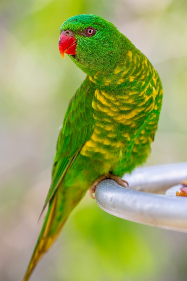 Scaly-breasted Lorikeet (Trichoglossus chlorolepidotus)