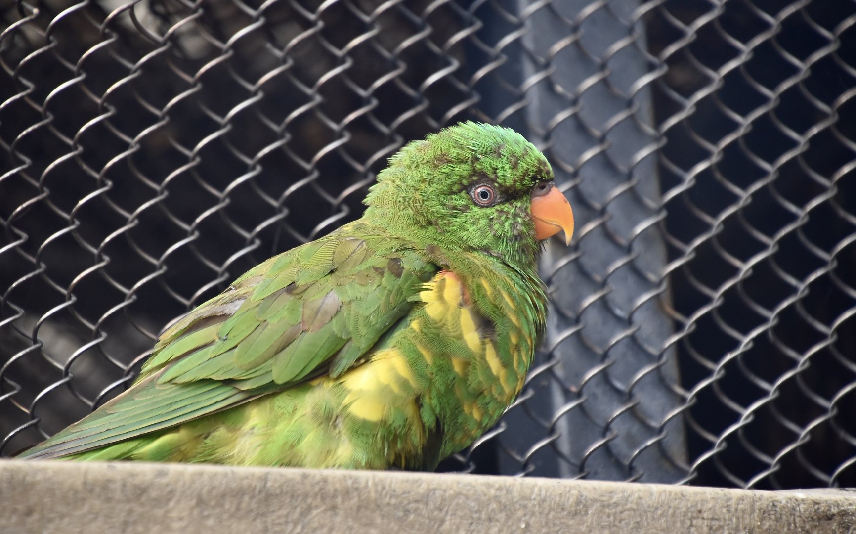 Scaly-Breasted Lorikeet (Trichoglossus chlorolepidotus)