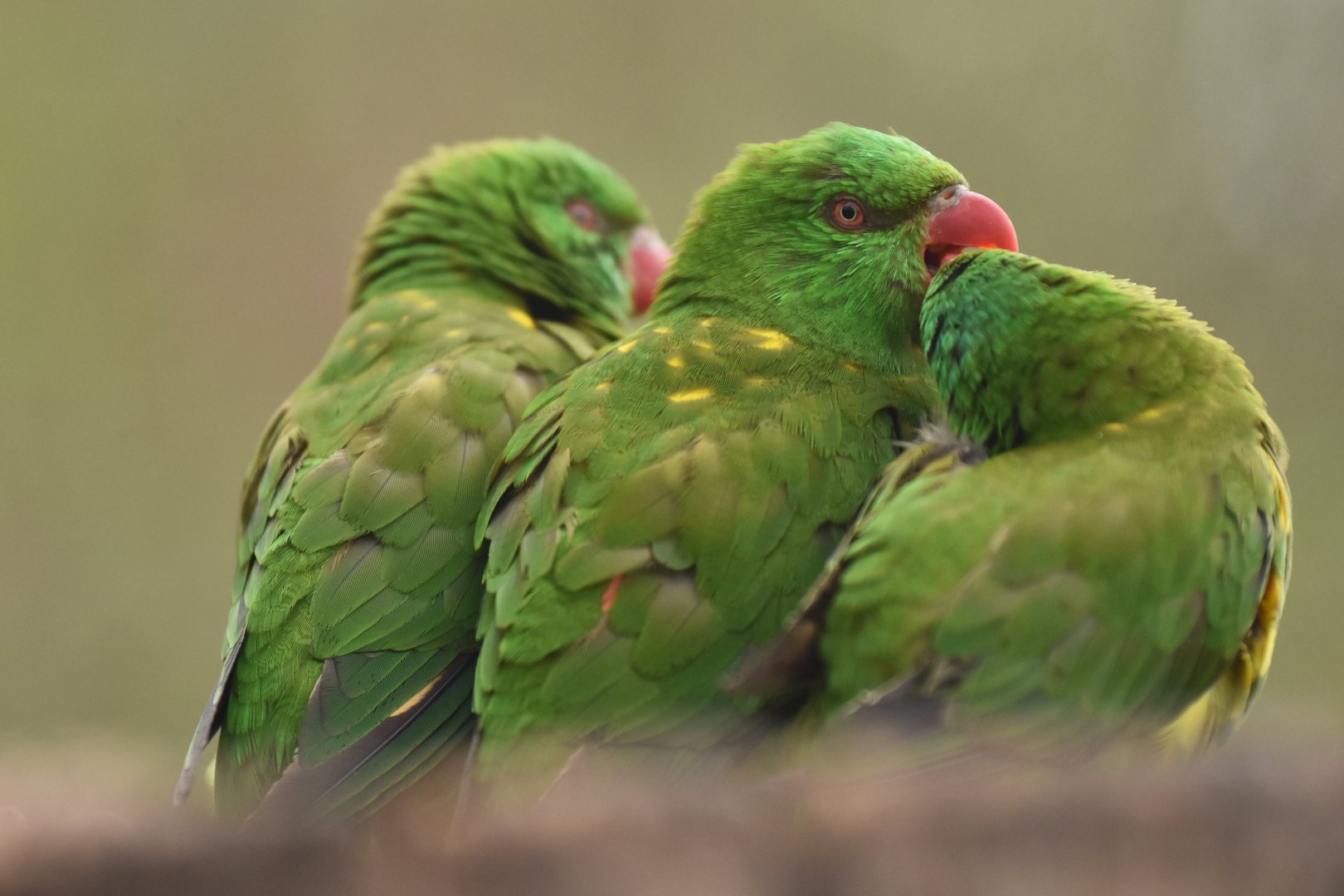 Scaly-breasted lorikeet Trichoglossus chlorolepidotus