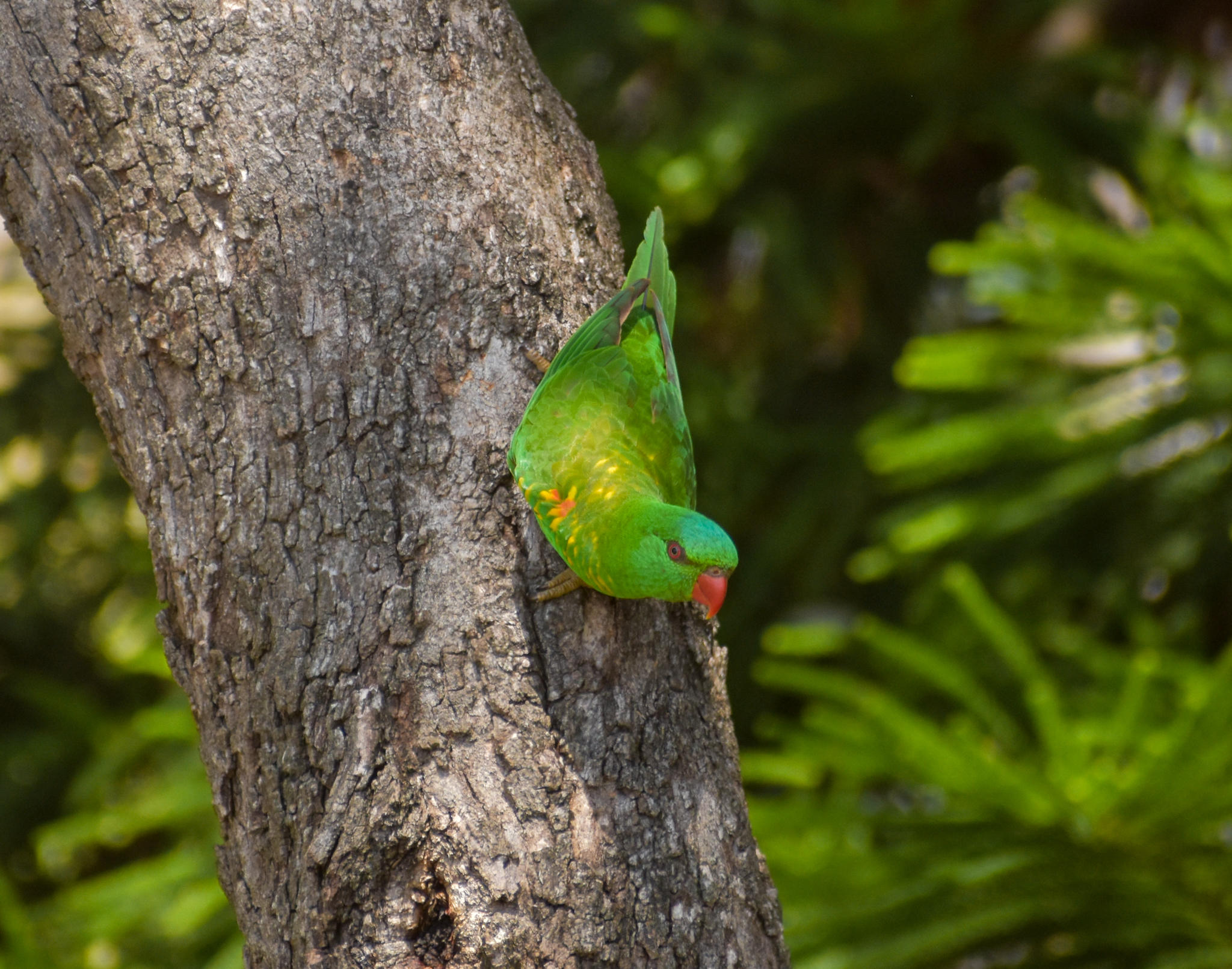 Scaly-breasted Lorikeet - wild