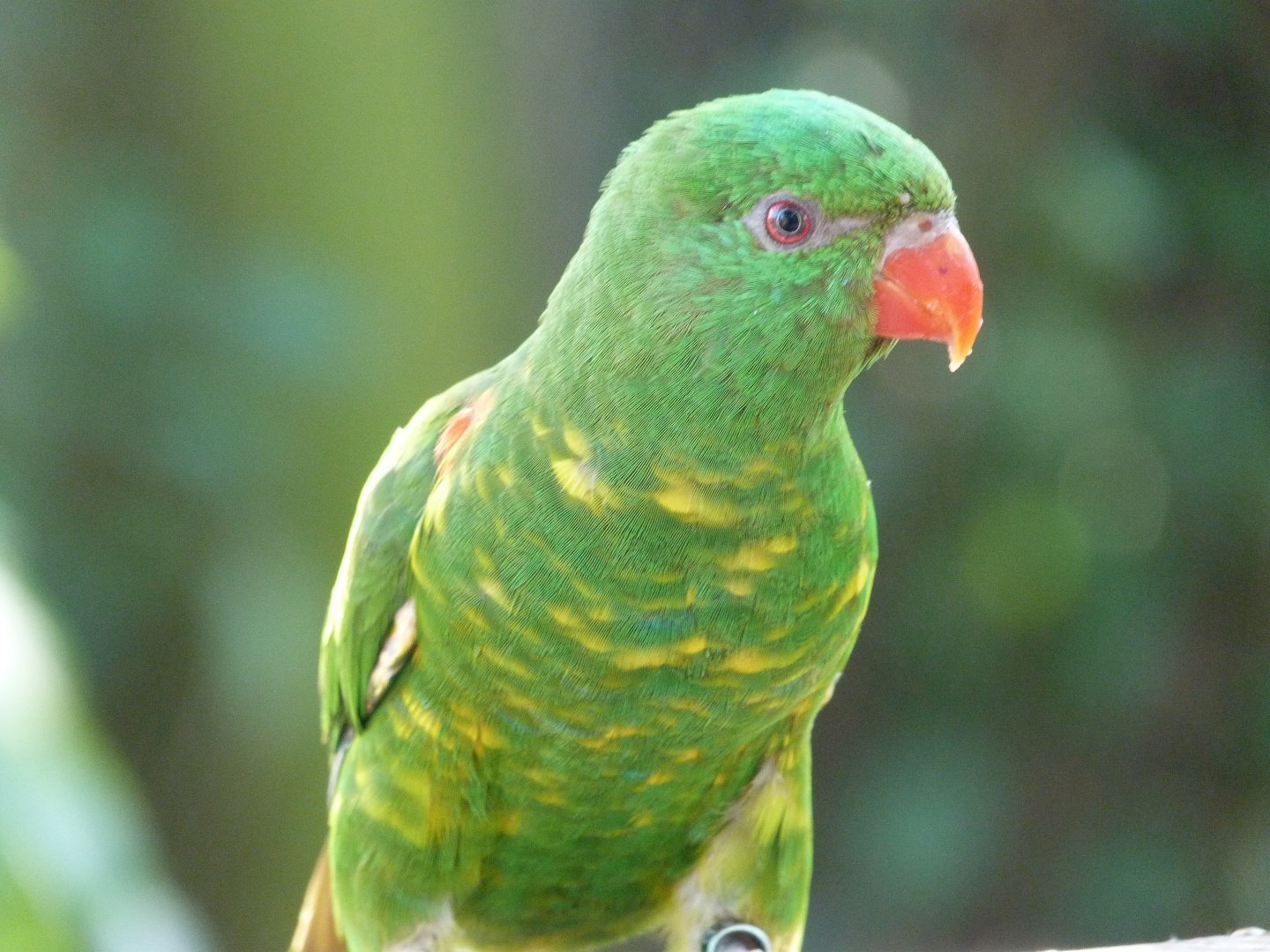 Scaly-breasted lorikeet -Zoo Praha (2025)