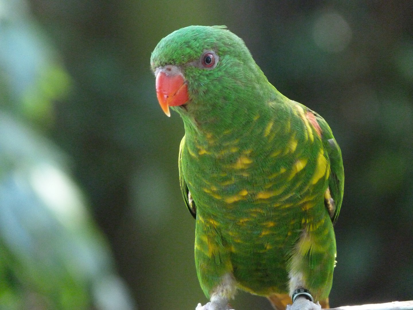 Scaly-breasted lorikeet -Zoo Praha (2025)