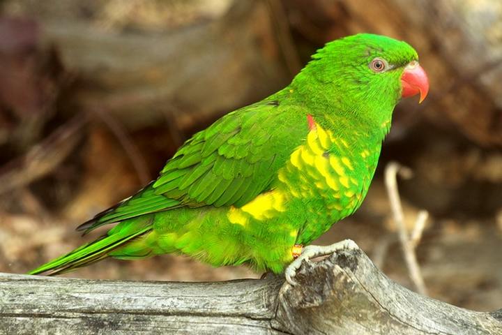 Scaly-breasted Lorikeet