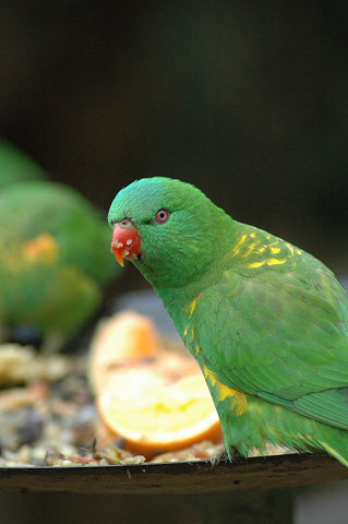 Scaly-breasted Lorikeet