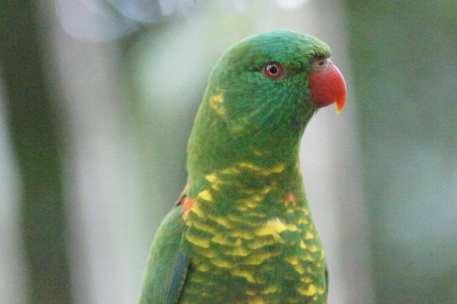 Scaly breasted lorikeet