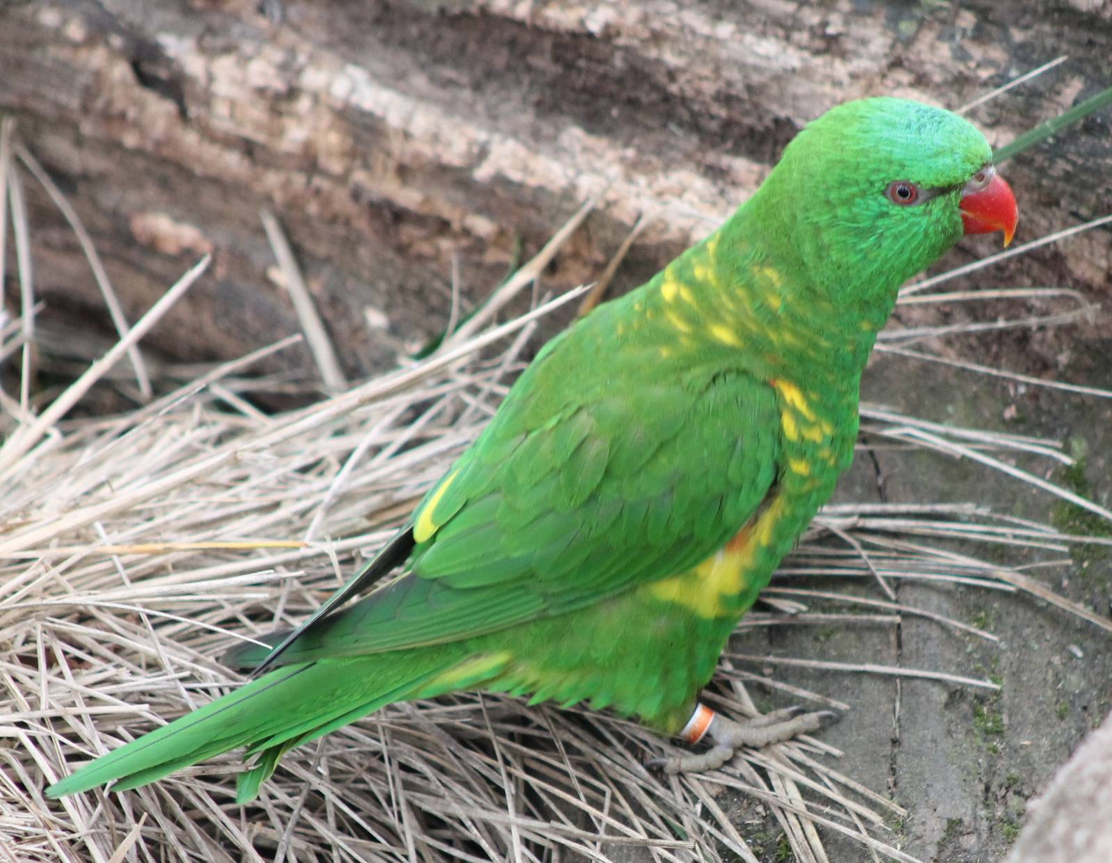 Scaly-breasted lorikeet