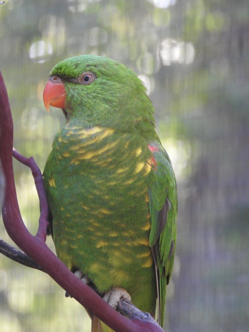 Scaly-breasted Lorikeet
