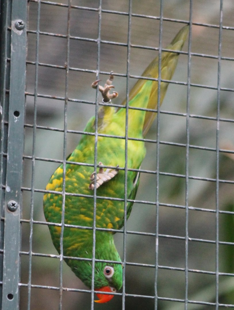 Scaly-breasted lorikeet
