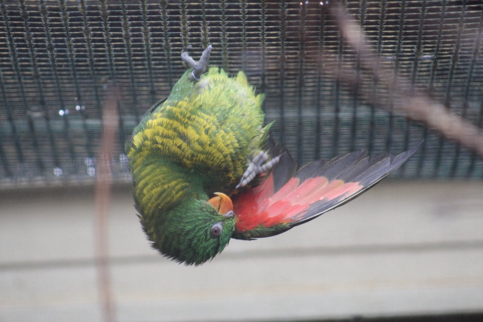 Scaly-Breasted Lorikeet