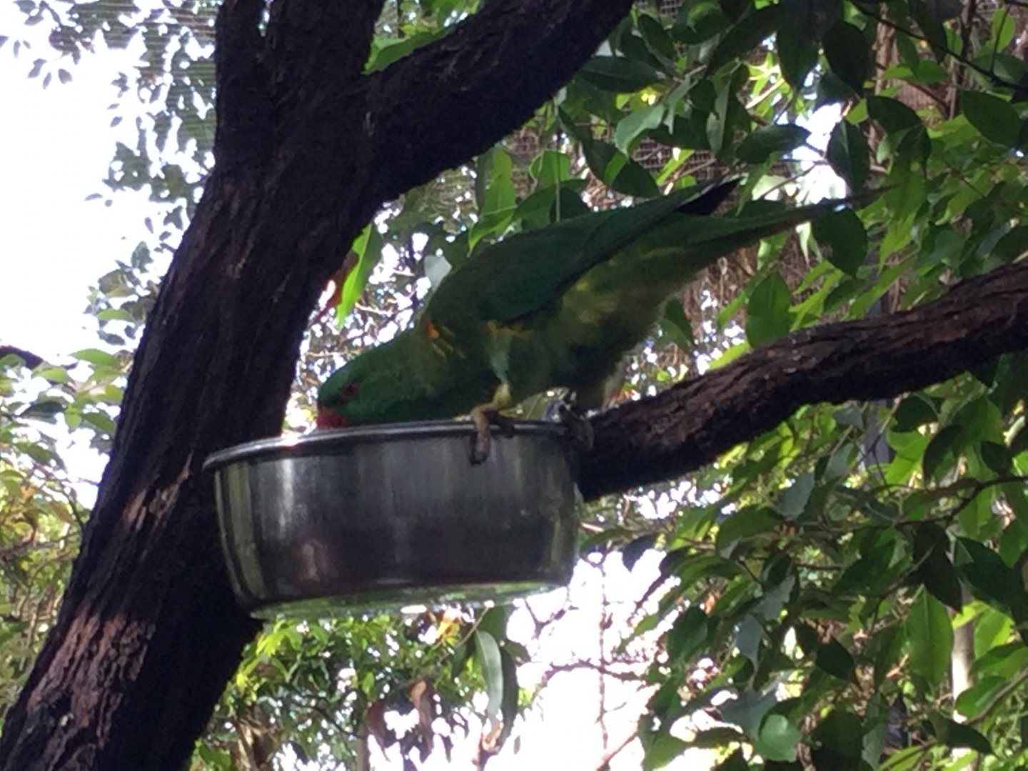 Scaly Breasted Lorikeet