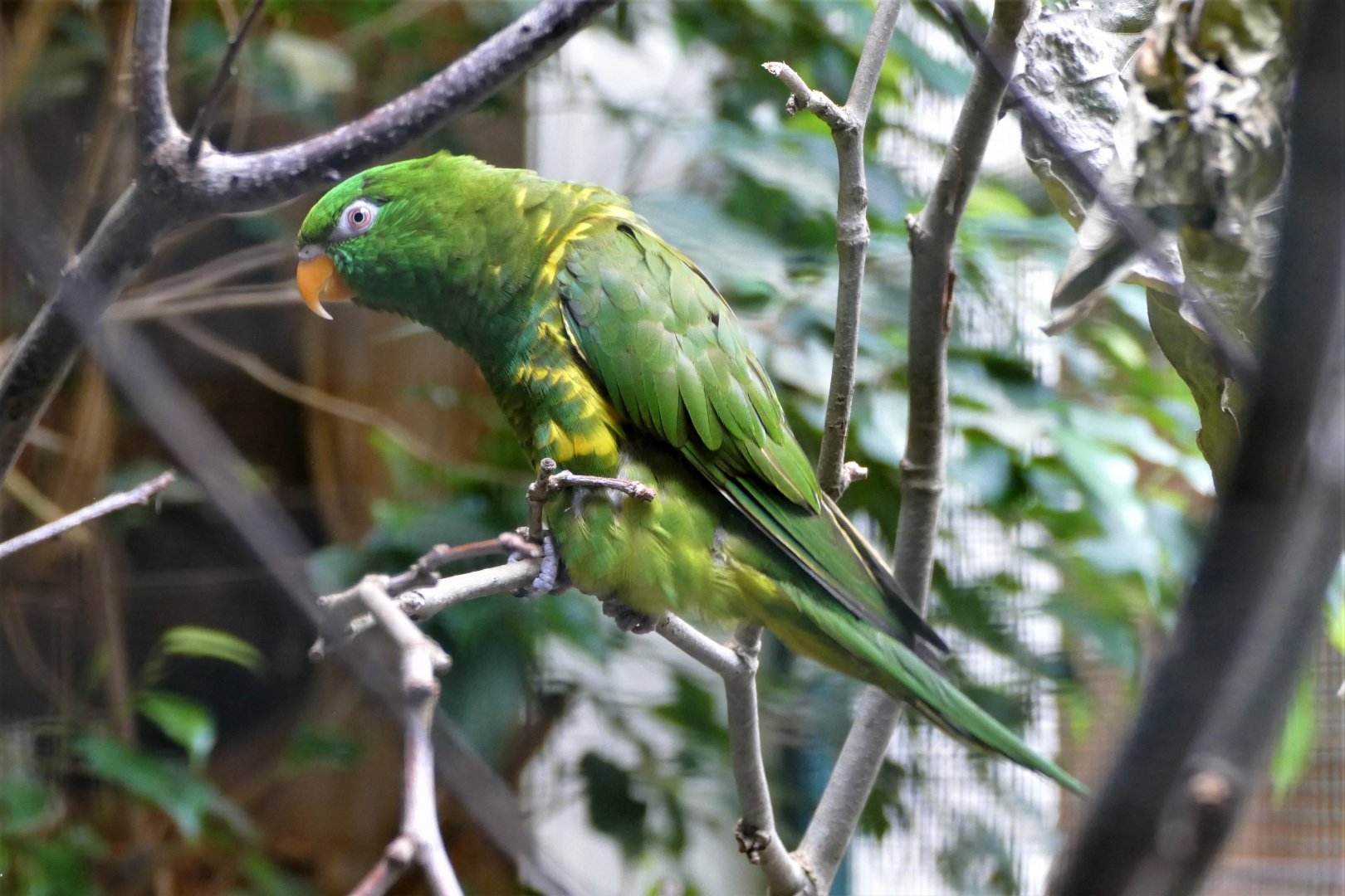 Scaly-breasted lorikeet
