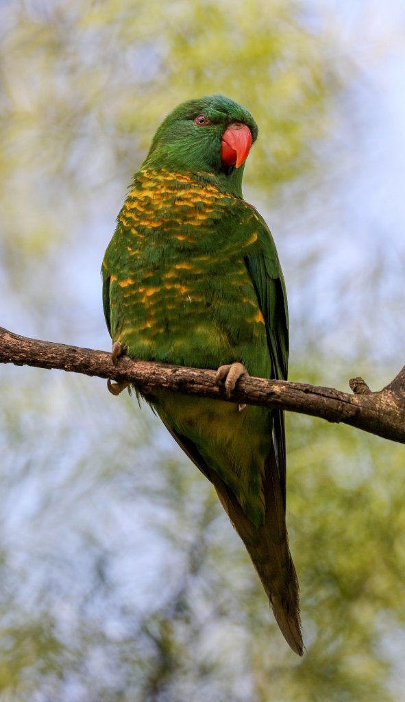 Scaly-breasted Lorikeet