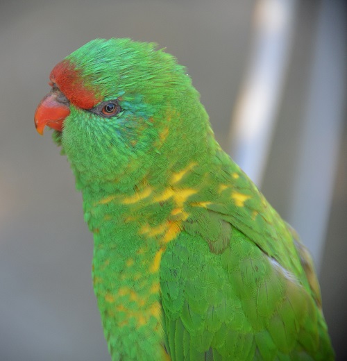 Scaly-breasted lorikeet