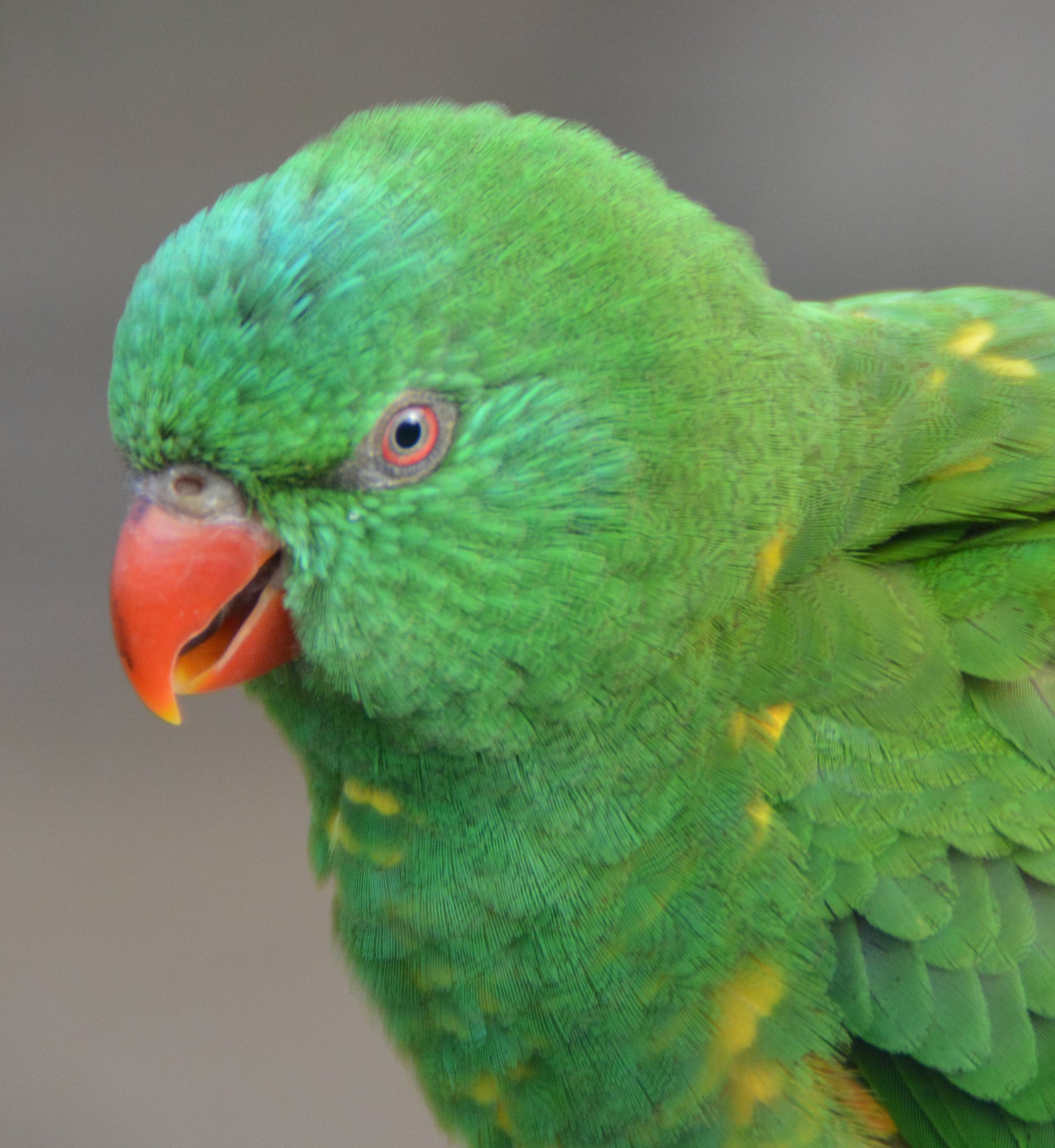 Scaly-breasted lorikeet