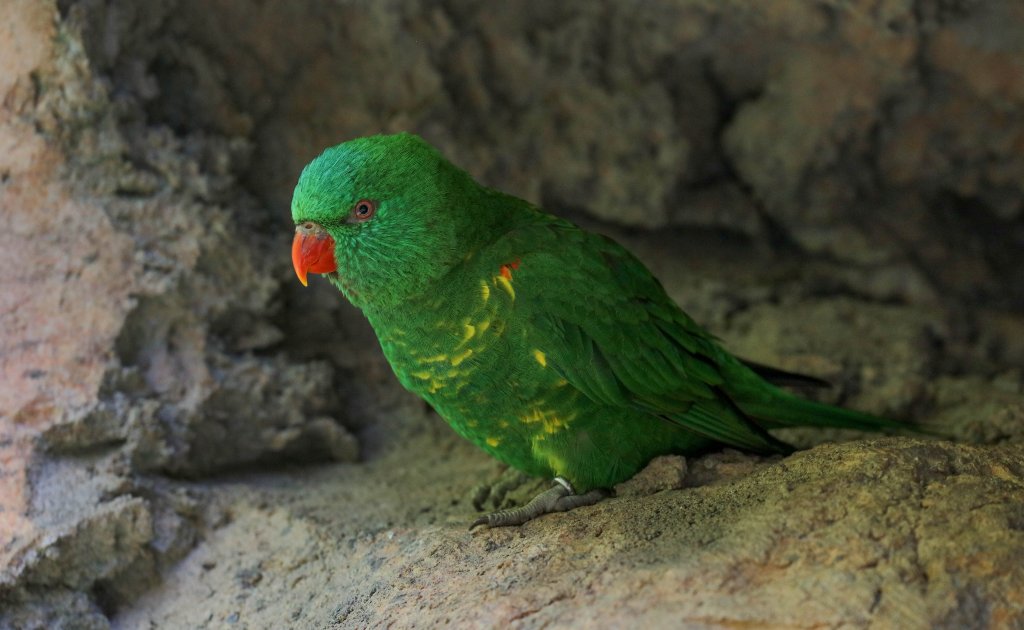 Scaly-breasted Lorikeet