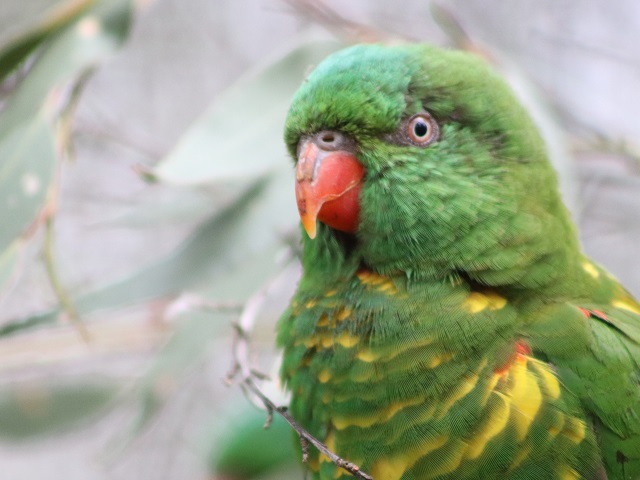 Scaly-breasted Lorikeet