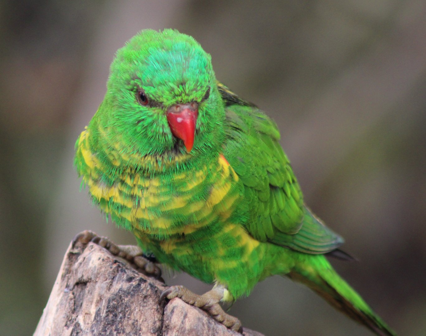 Scaly-breasted lorikeet