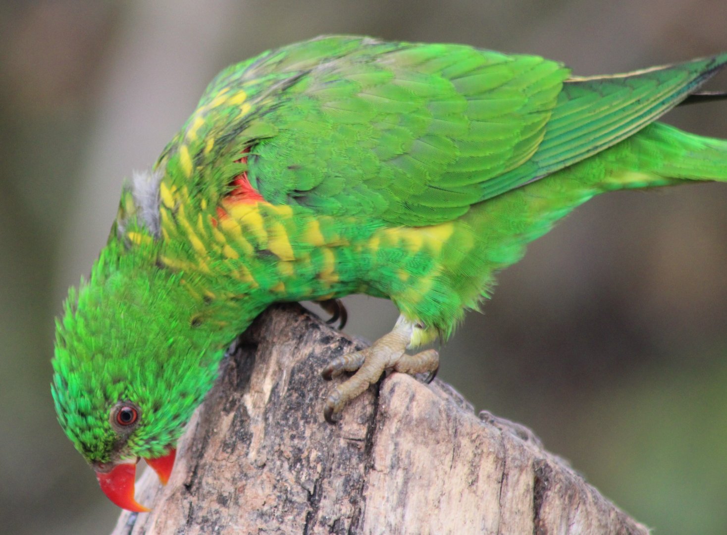 Scaly-breasted lorikeet