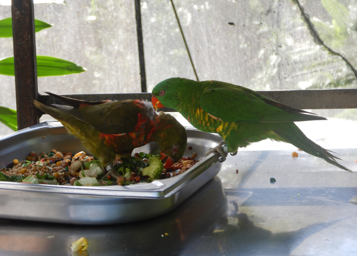 Scaly-Breasted Lorikeet