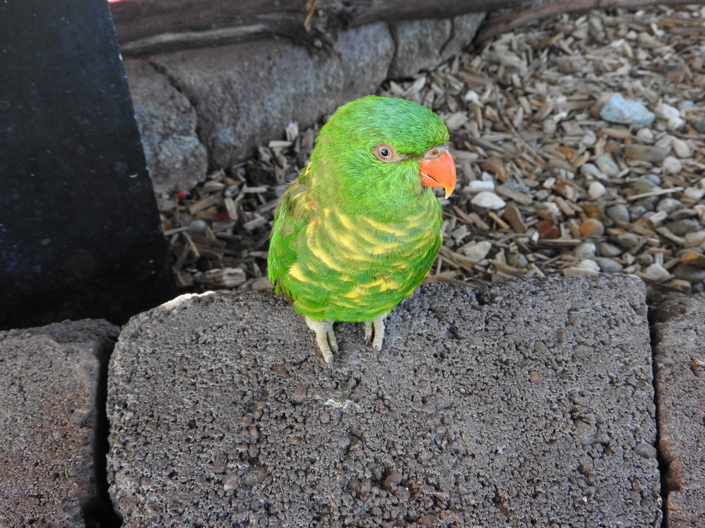Scaly-breasted Lorikeet