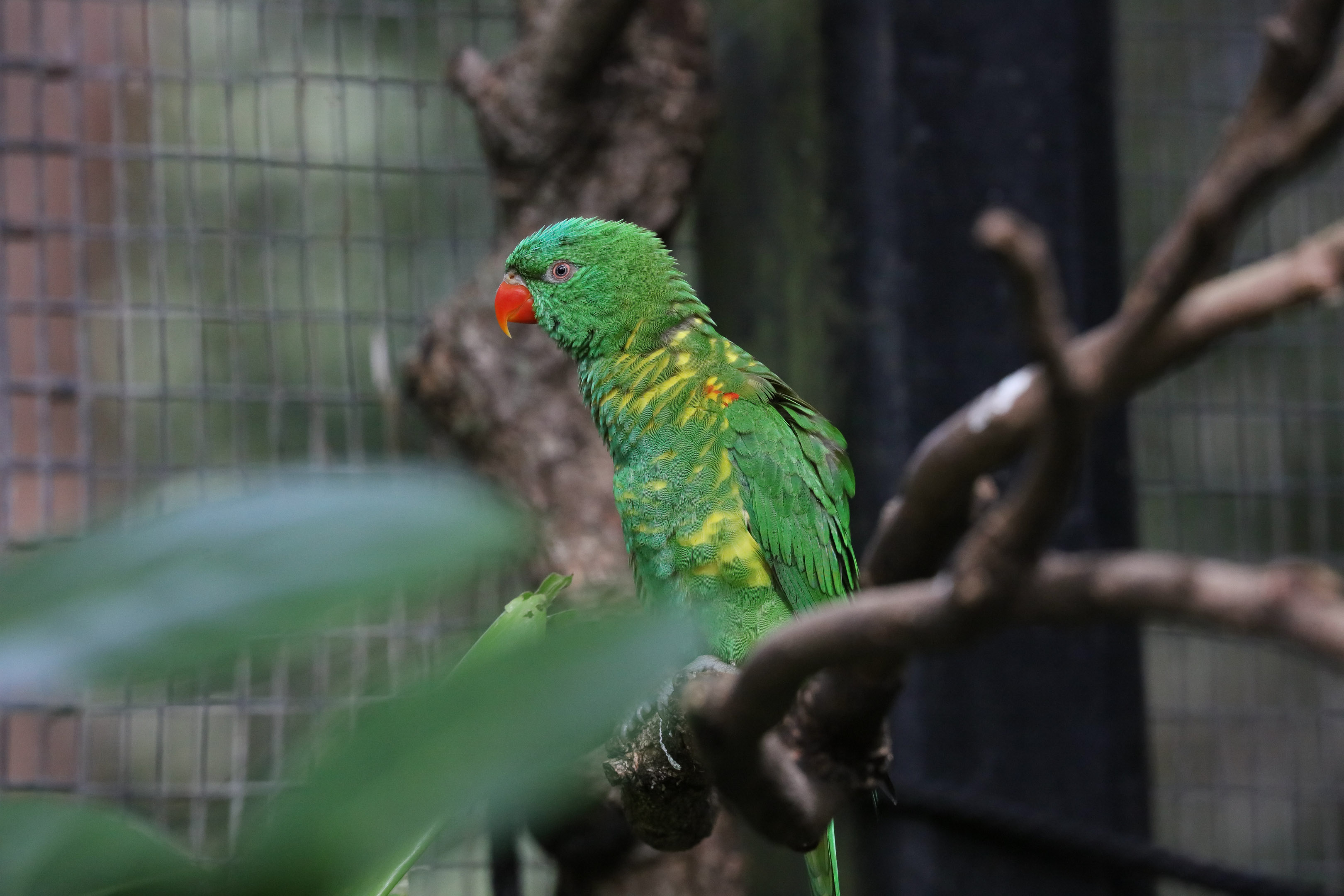 Scaly-breasted Lorikeet