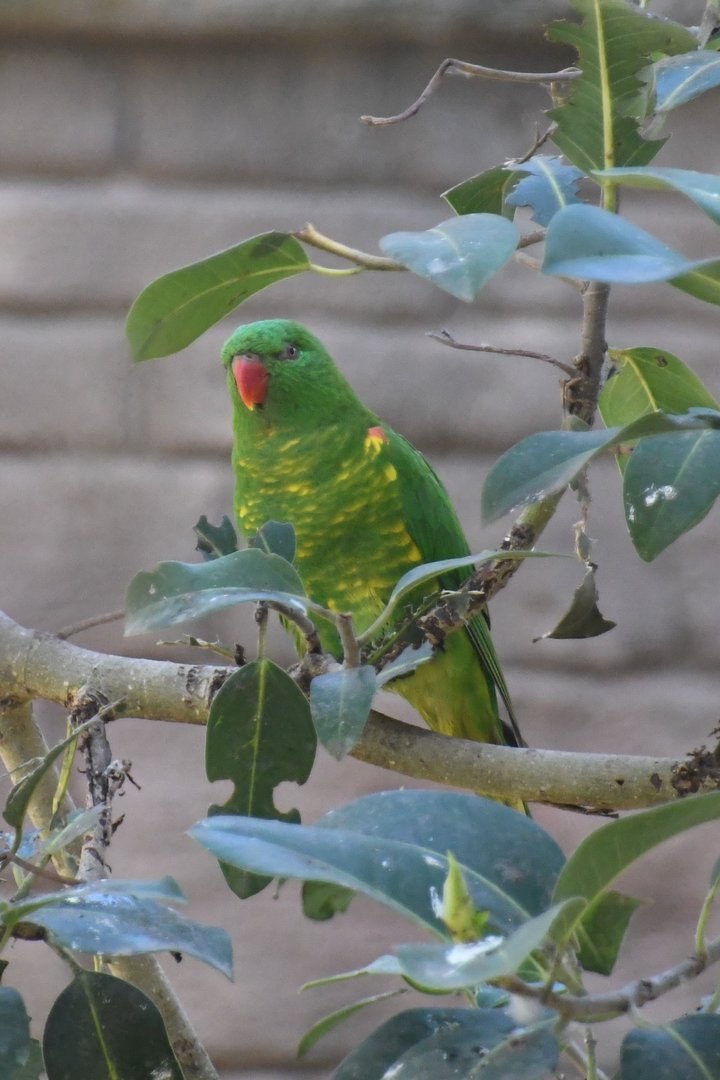 Scaly-breasted Lorikeet
