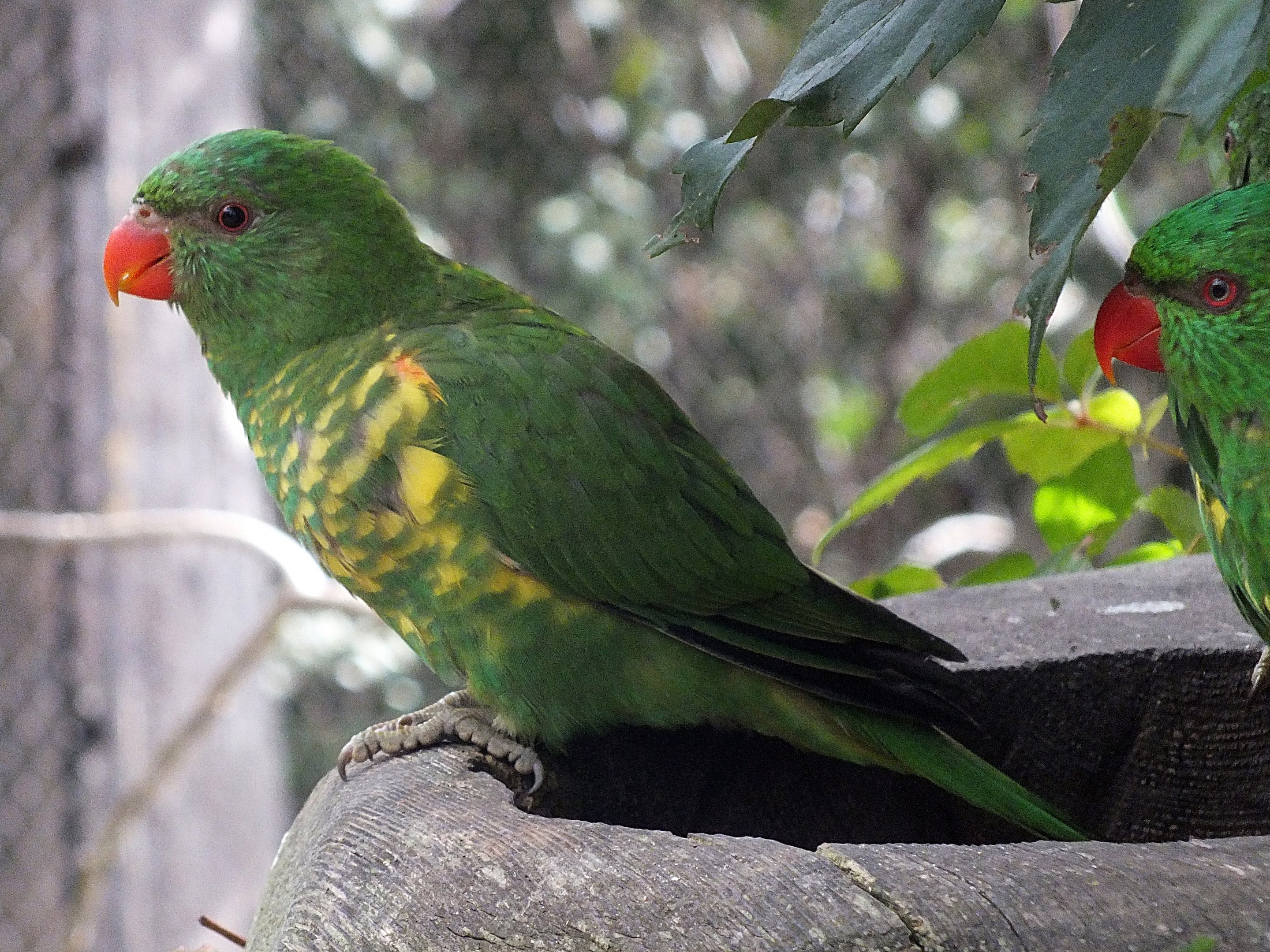Scaly-breasted lorikeet
