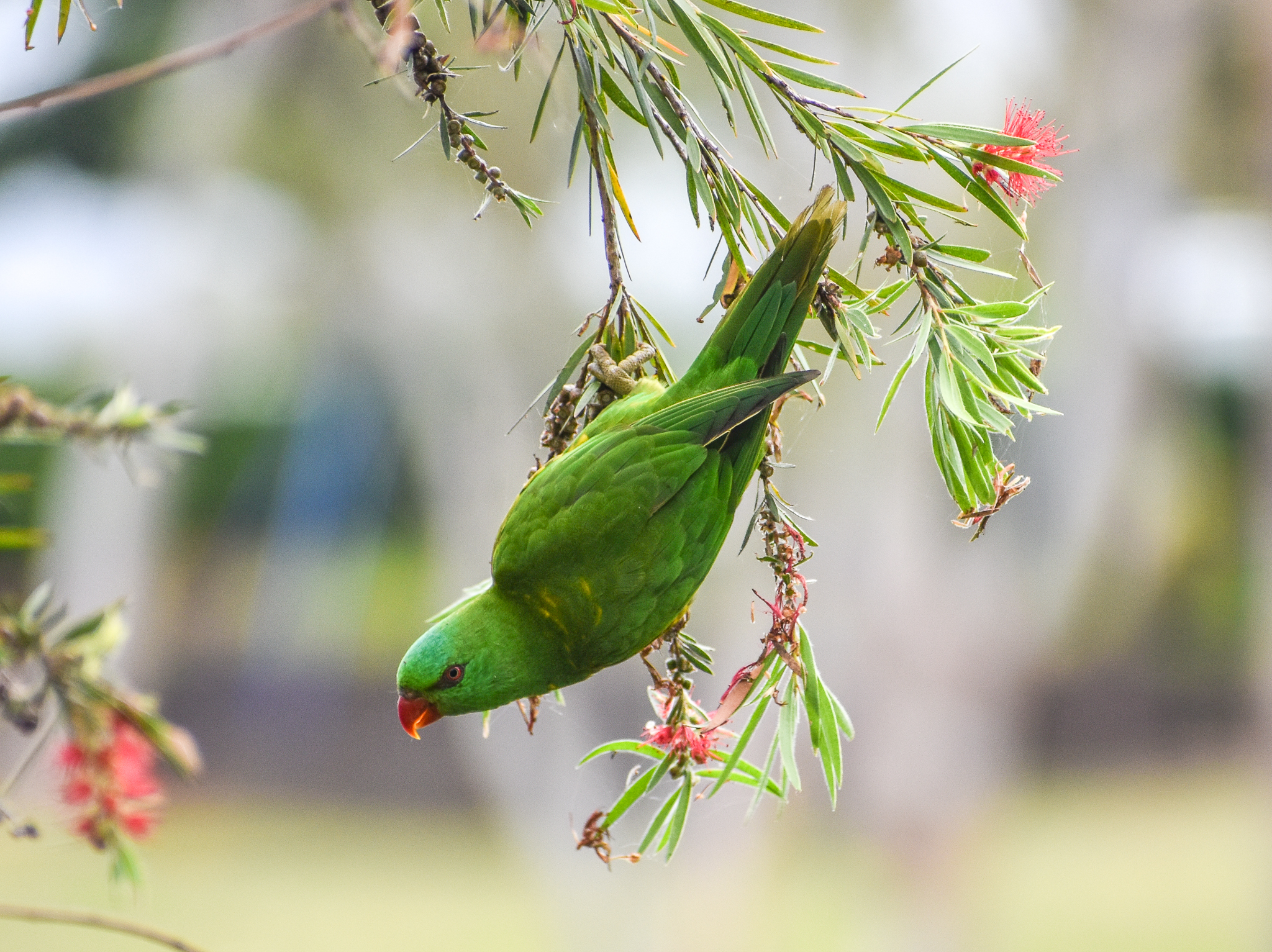 Scaly-breasted Lorikeet