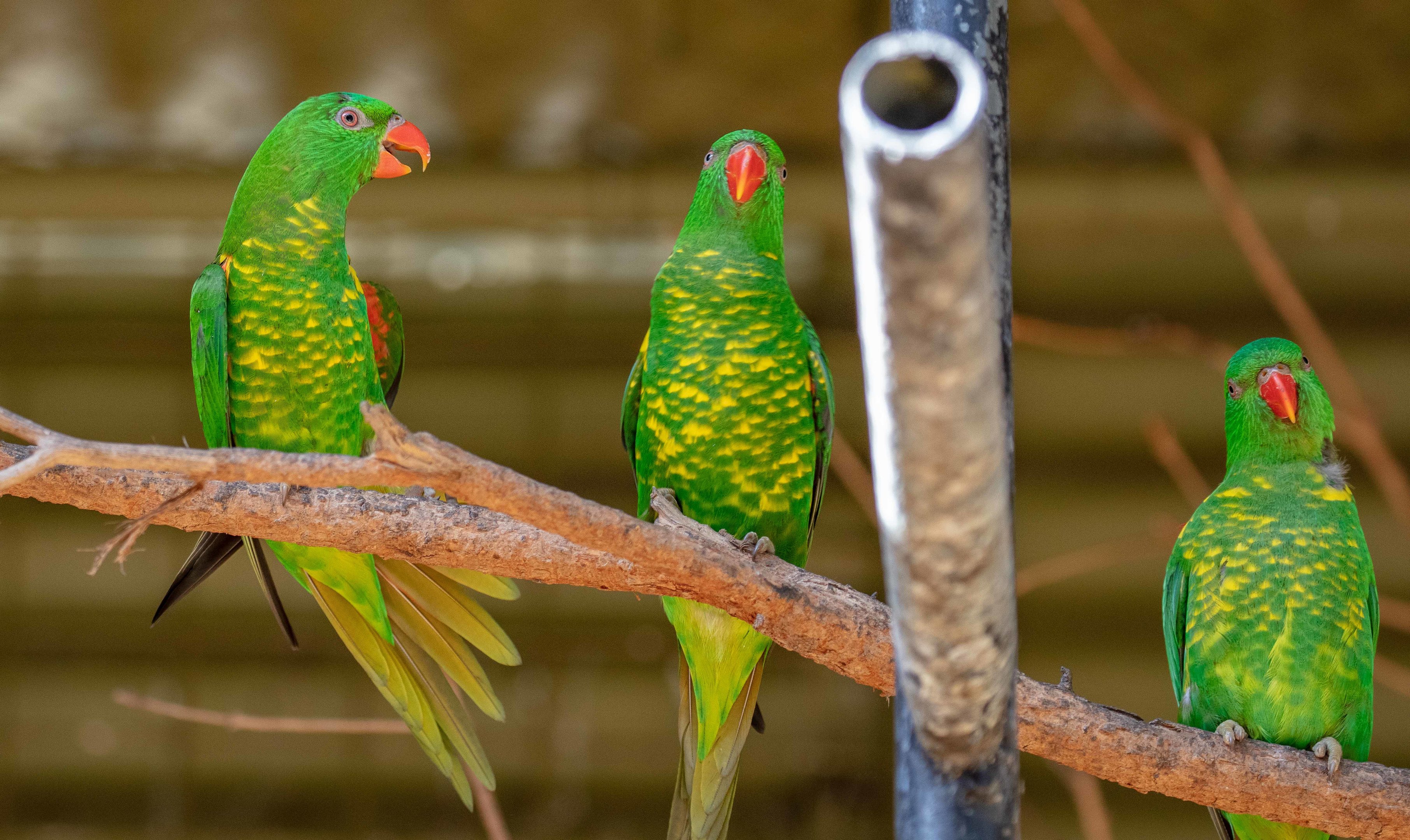 Scaly-breasted Lorikeet